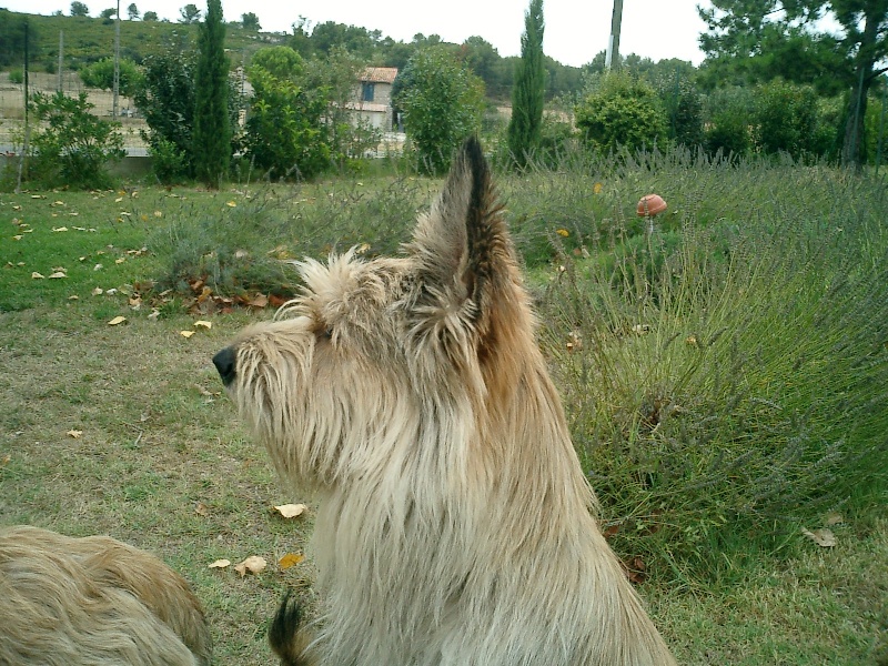 Vim Du loup d'hermes